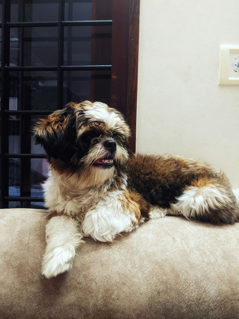 15 companion dog breeds perfect for indoor households and apartments 5 Shih Tzu