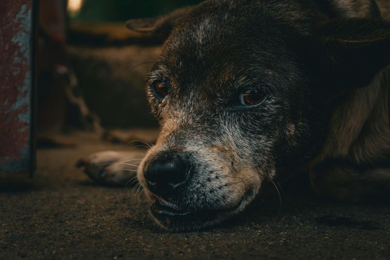 15 Quiet and Remarkably Subtle Ways Dogs Watch Over and Care for Their Humans 4 Checking on you during the night