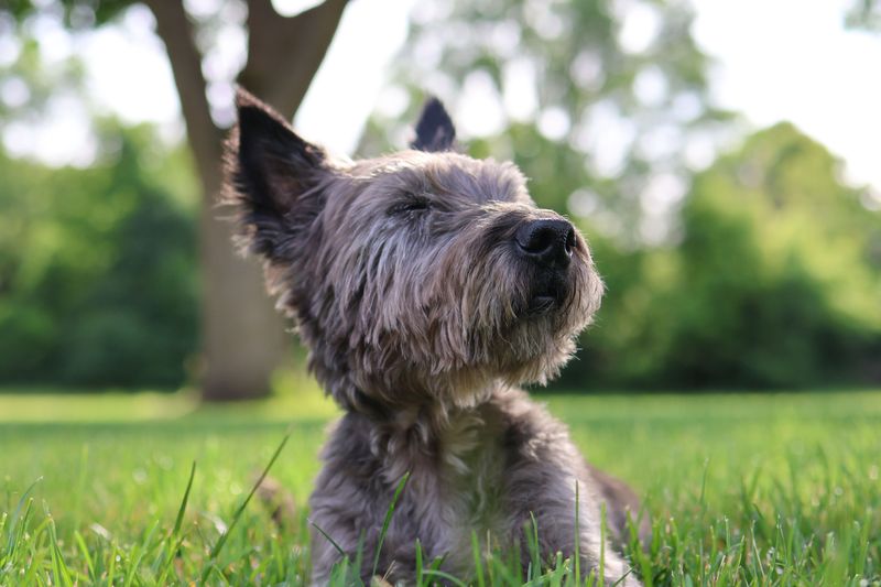 11 fearless small dog breeds with personalities much bigger than their size - plus 3 calmer little companions 6 Cairn Terrier