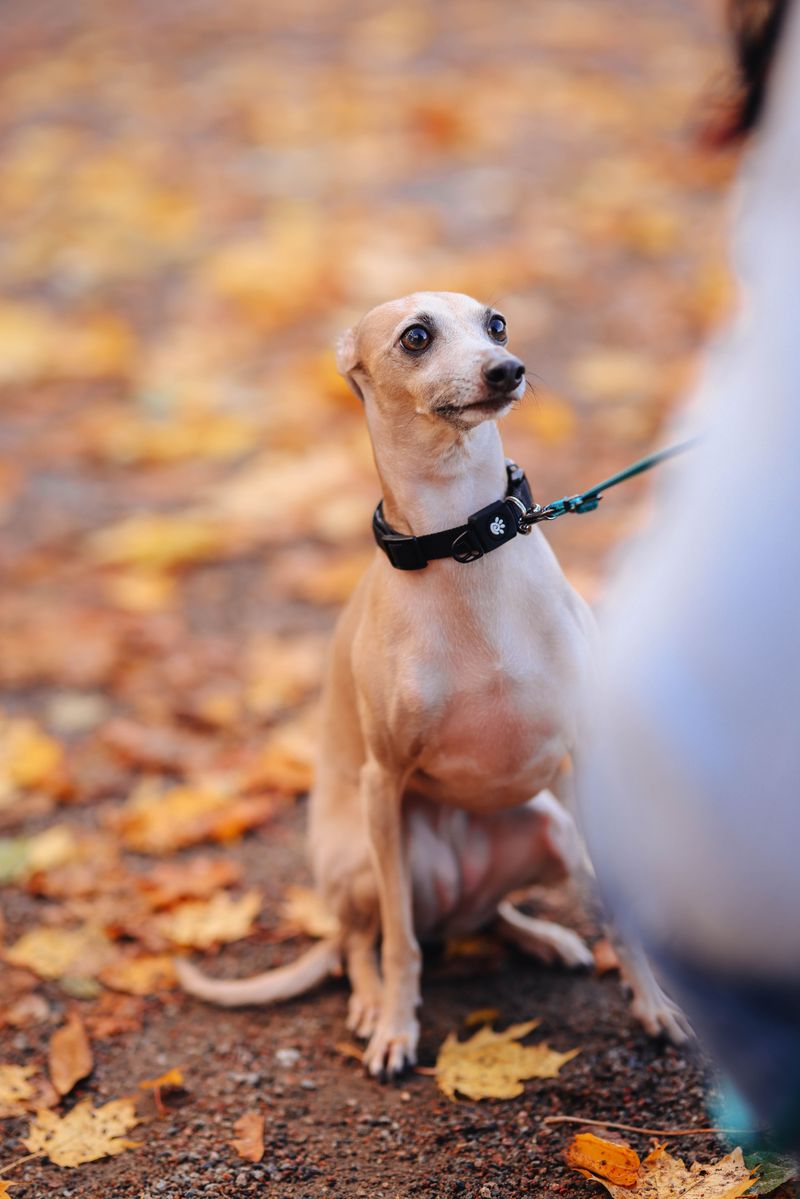 13 dogs that flourish in warm weather - and 3 that adapt better than most people expect 10 Italian Greyhound