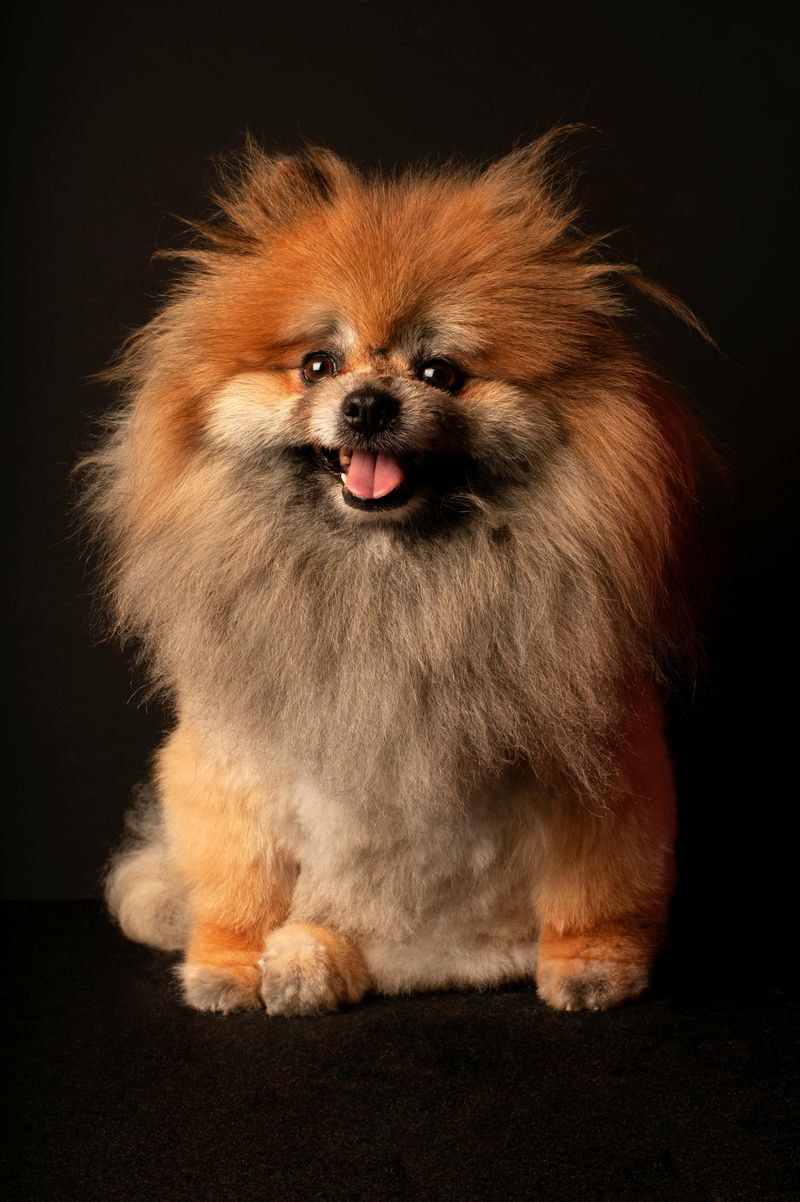 Pomeranian