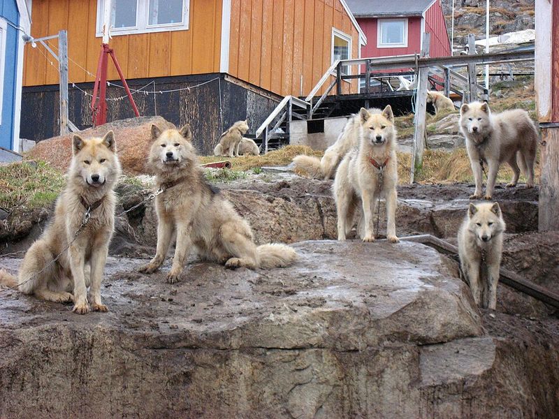 11 rugged dog breeds that still carry the mentality of life in harsh terrain 5 Greenland Dog