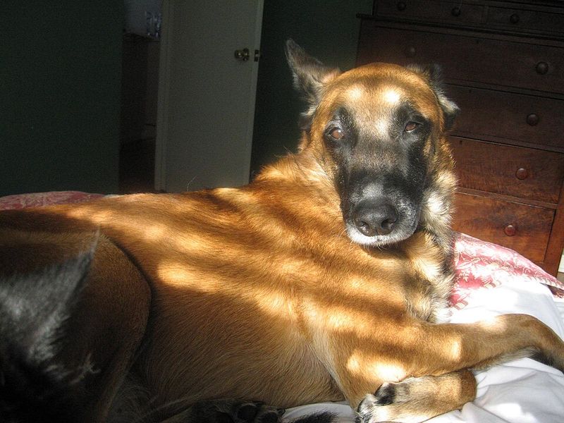 Belgian Malinois
