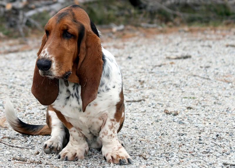 The sound of a snack wrapper means everything to these 15 dog breeds 5 Basset Hound
