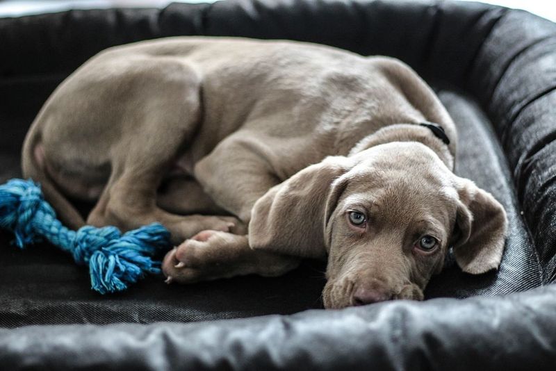 Weimaraner