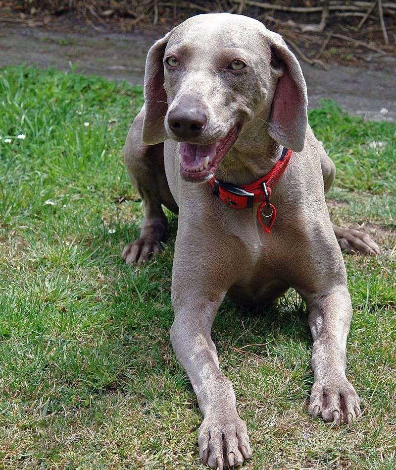 20 dog breeds that react the moment they think something is about to happen 9 Weimaraner