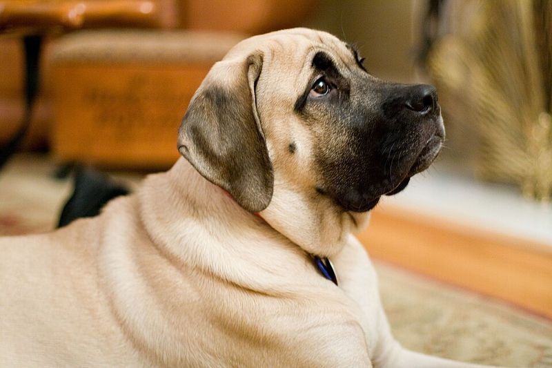 18 Adorably Sweet Dog Breeds That Are Wrongly Labeled as Trouble 19 Mastiff