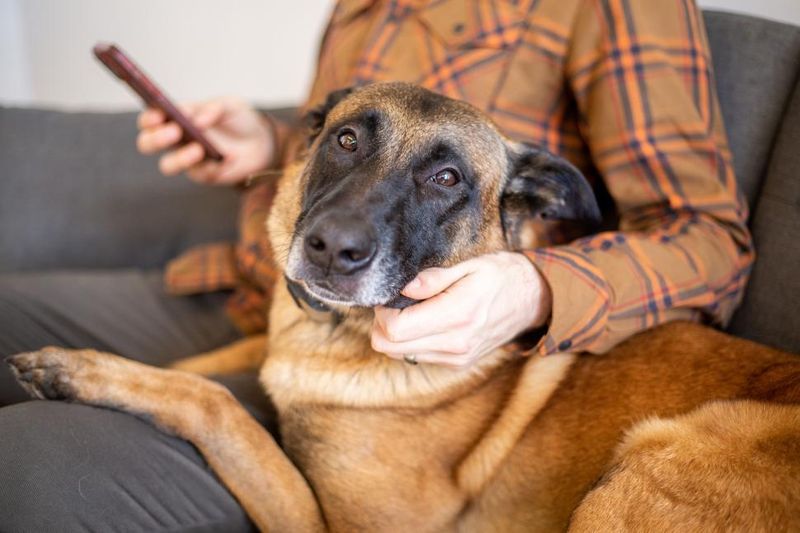 Myth 12: Shelter dogs are less affectionate.