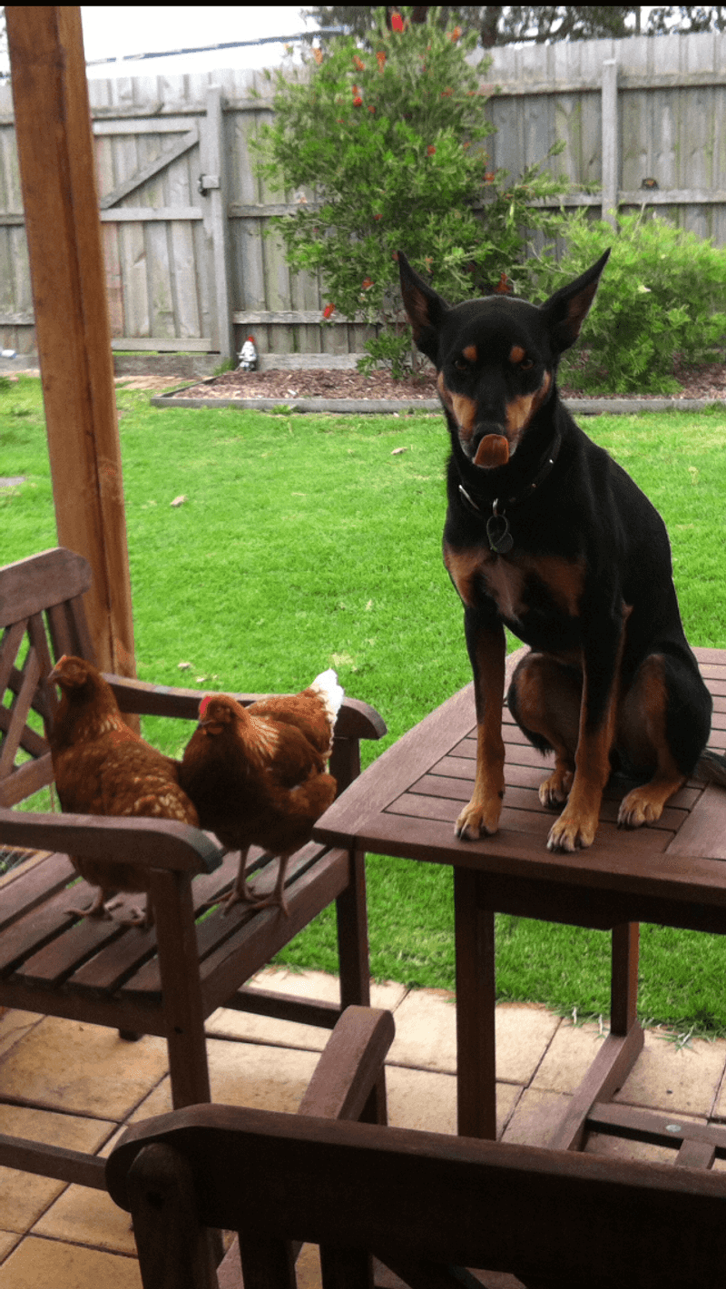 Australian Kelpie