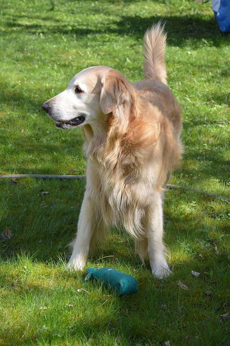 These dog breeds quietly become the heart of countless households 12 Flat-Coated Retriever