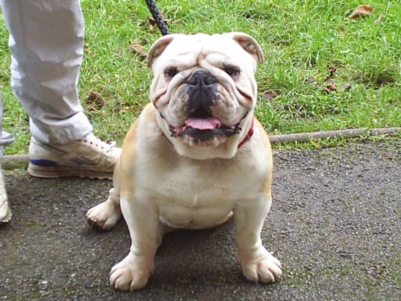 English Bulldog