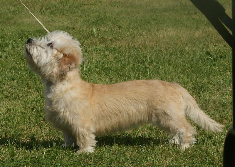 Dandie Dinmont Terrier