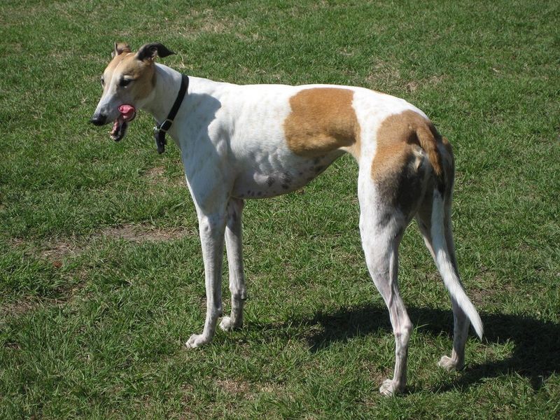14 dog breeds that stay quiet most of the time but watch everything 3 Greyhound