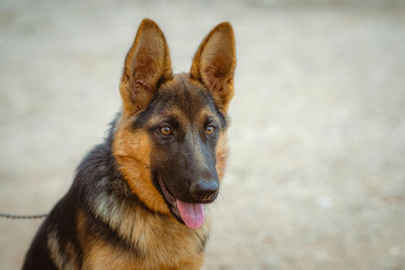 12 powerful big dog breeds that prove brains matter as much as strength 2 German Shepherd