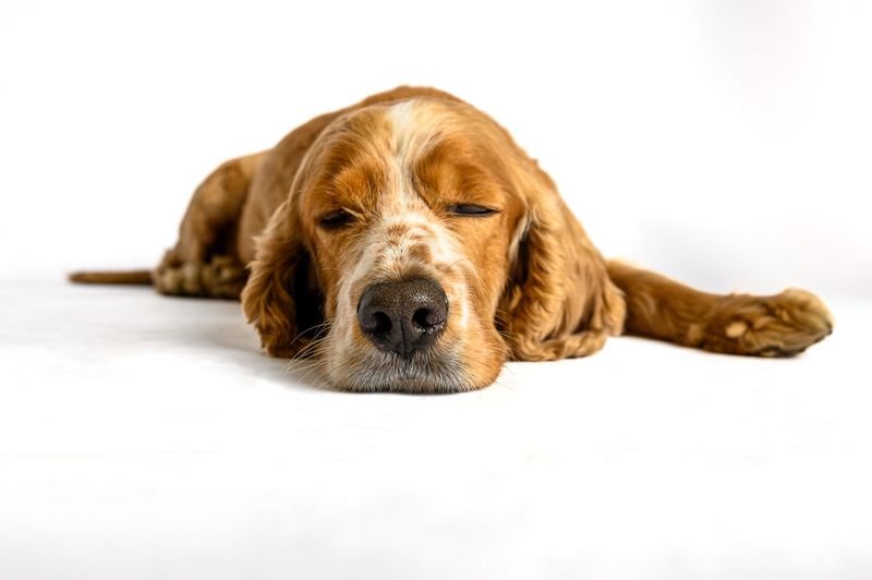 Cocker Spaniel