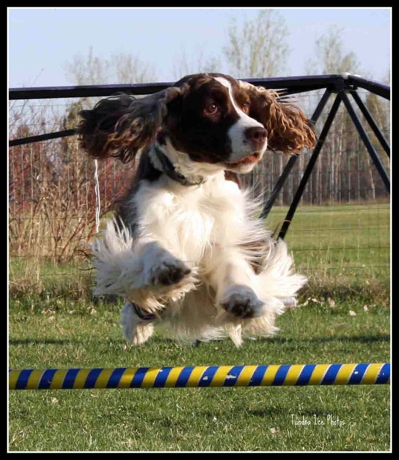 English Springer Spaniel