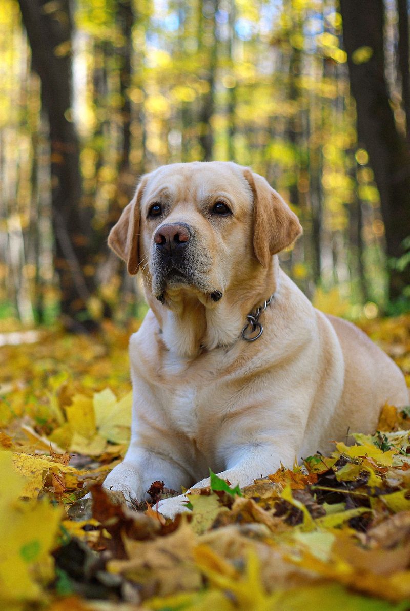 A quiet house sounds peaceful - but these 11 dog breeds may experience it very differently 2 Labrador Retriever