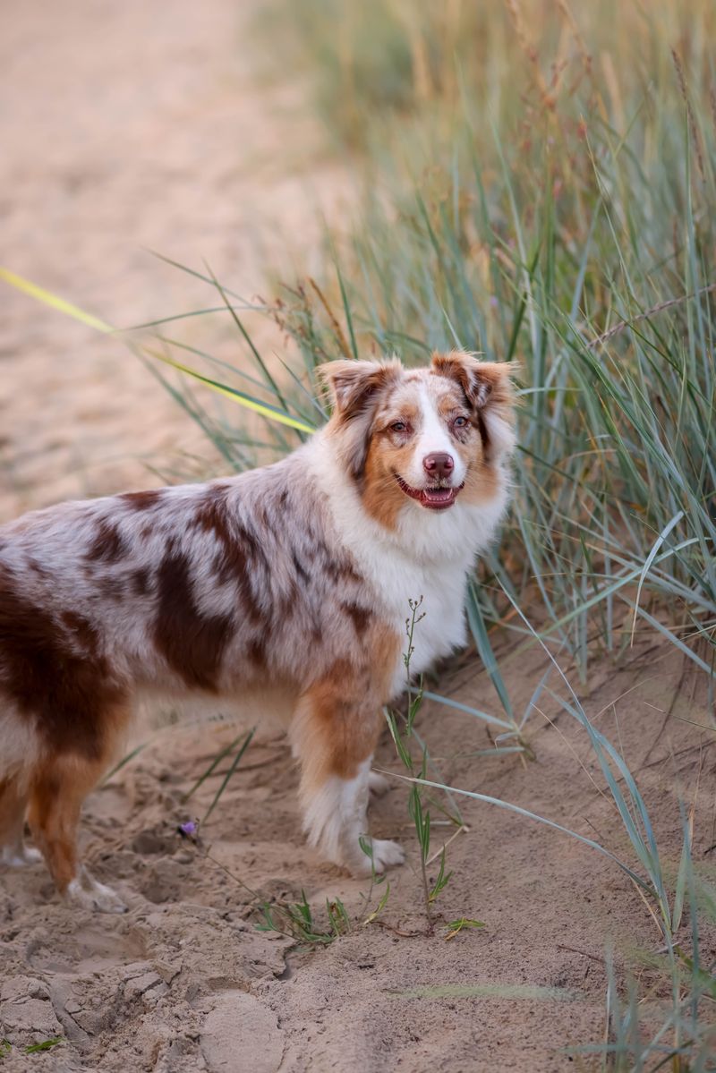 Australian Shepherd