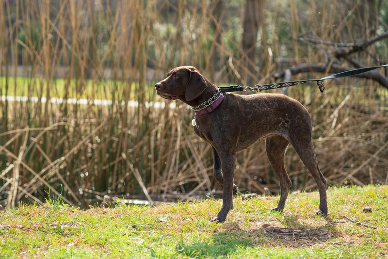 German Shorthaired Pointer
