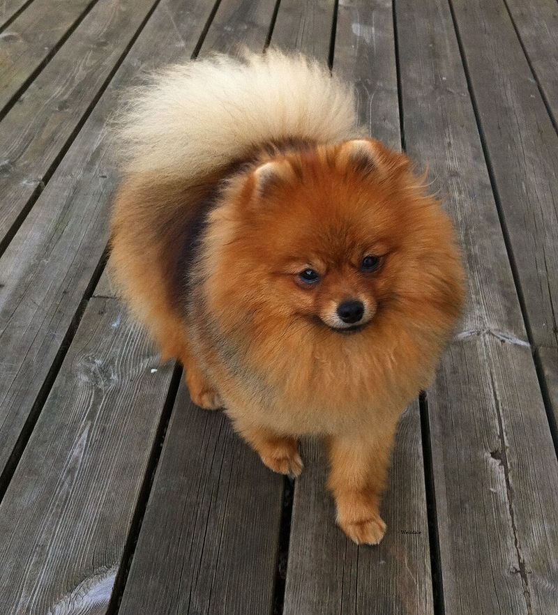 11 small dog breeds owners choose when they want more years together 11 Pomeranian