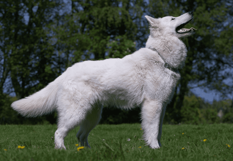 White Swiss Shepherd