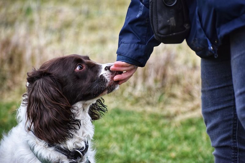 16 Surprising Facts About English Springer Spaniels You Might Not Know 7 They Thrive on Human Companionship