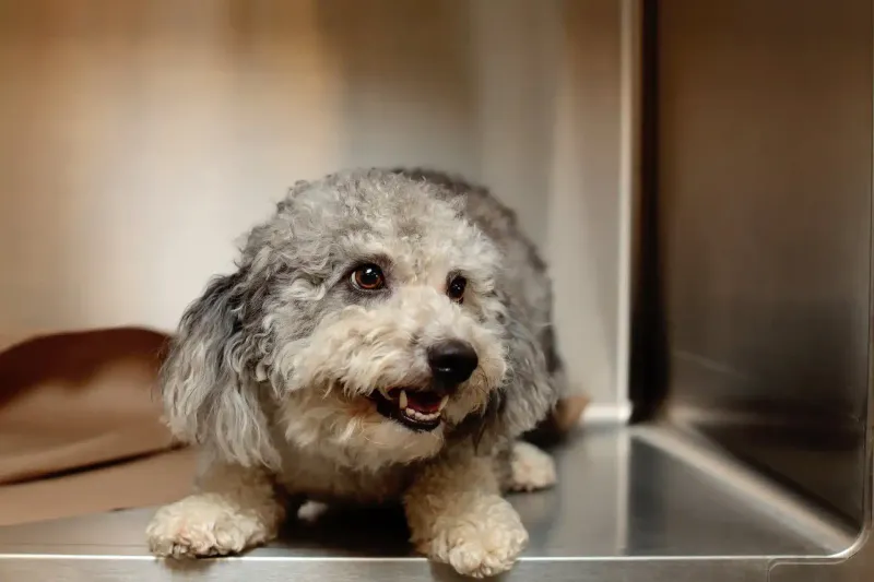 Confusion or disorientation