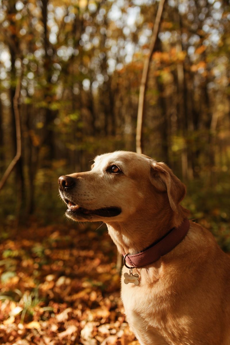 Swimming is exciting. Baths are another story for these 12 dog breeds 2 Labrador Retriever