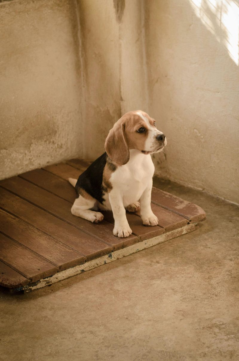 Beagle Puppy