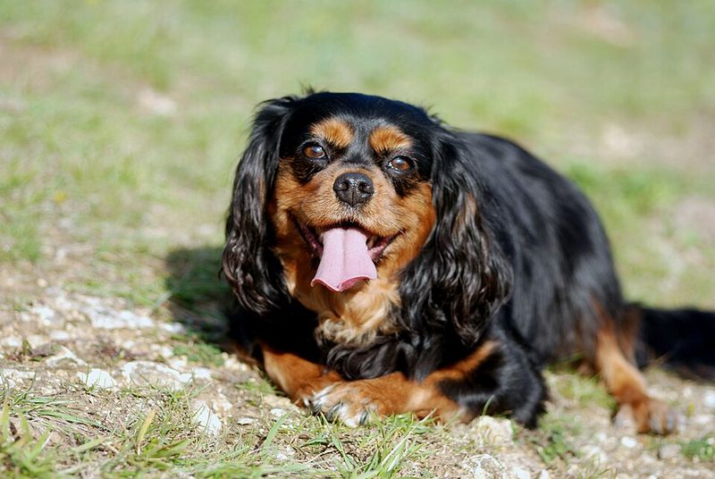 12 impressive dog breeds that can struggle with ordinary home life - plus 3 that adapt with less drama 16 Cavalier King Charles Spaniel