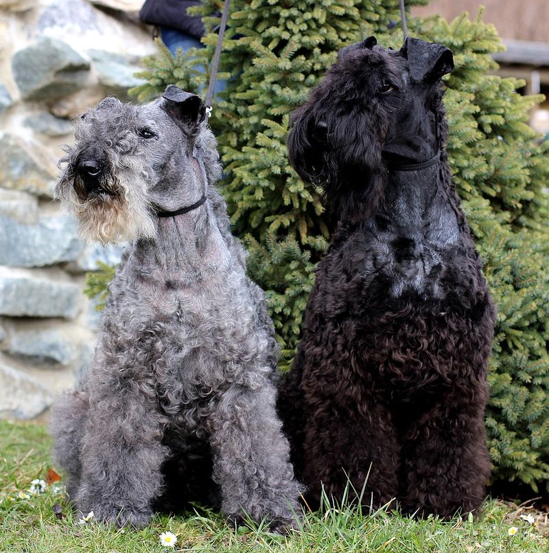 Kerry Blue Terrier