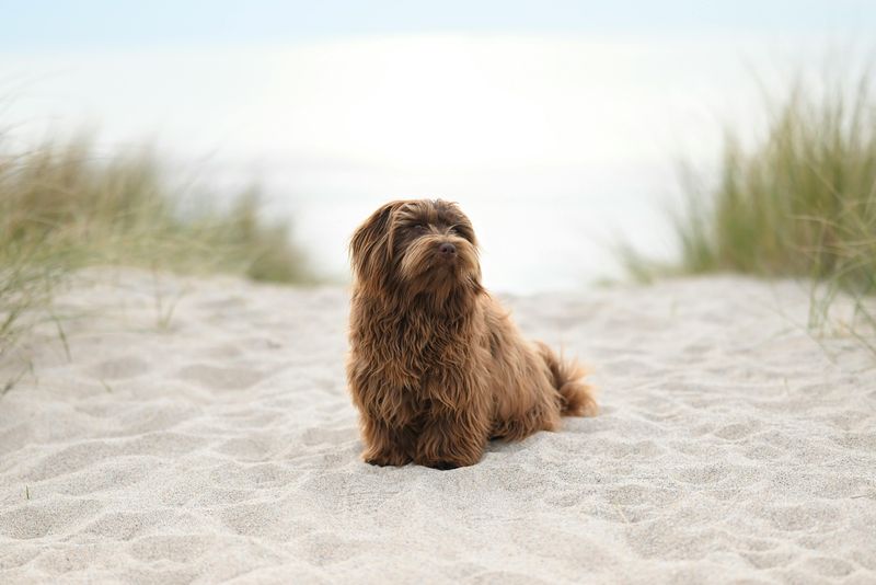 11 highly expressive dog breeds that seem to understand people on another level 4 Havanese
