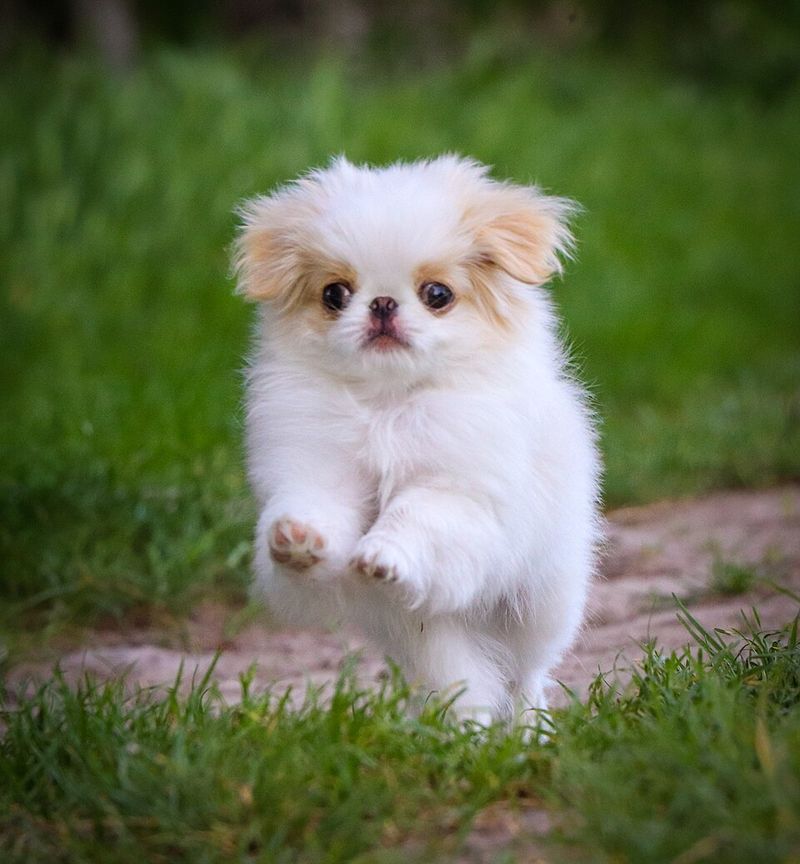 These dogs don't need dramatic personalities to become unforgettable companions 12 Japanese Chin