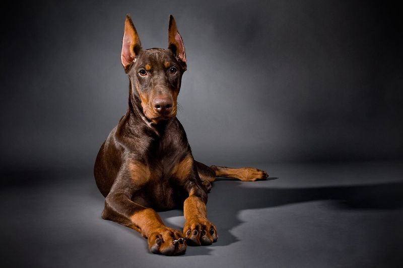 If you're going to love your dog like family, these breeds may take that commitment just as seriously 4 Doberman Pinscher