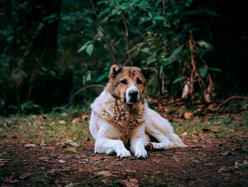 11 dogs made for today's world - plus 4 that still belong in wide-open spaces 15 Central Asian Shepherd