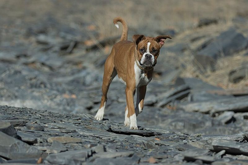 Some dogs greet everyone with a wag - these 11 certainly do, while these 3 rarely relax 4 Boxer
