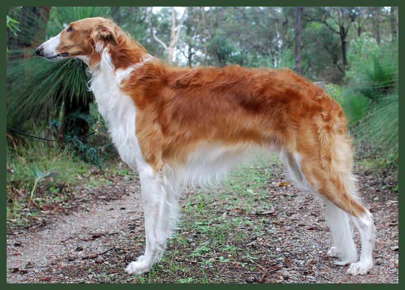 Some Dogs Maintain Emotional Distance Without Losing Connection - 14 Breeds That Do 5 Borzoi