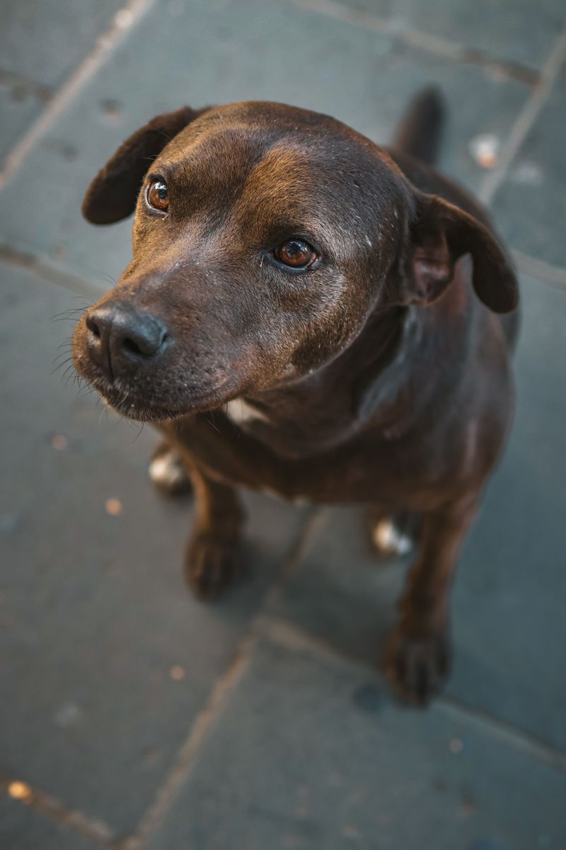 If your dog does these 10 things, you've earned something special 2 Makes eye contact often