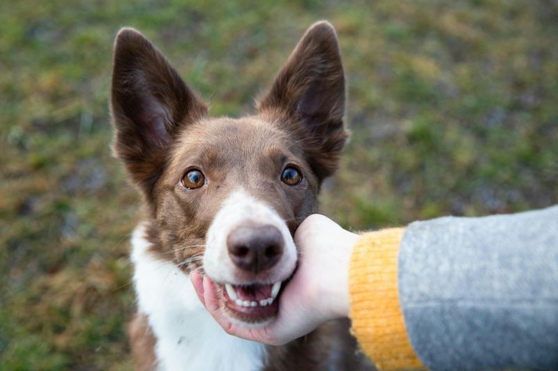 27 Dog Breeds That Prefer People Over Other Dogs 24 Border Collie
