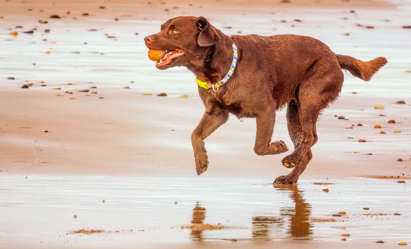 Loyal without being needy - These 15 dog breeds strike the perfect balance 4 Labrador Retriever
