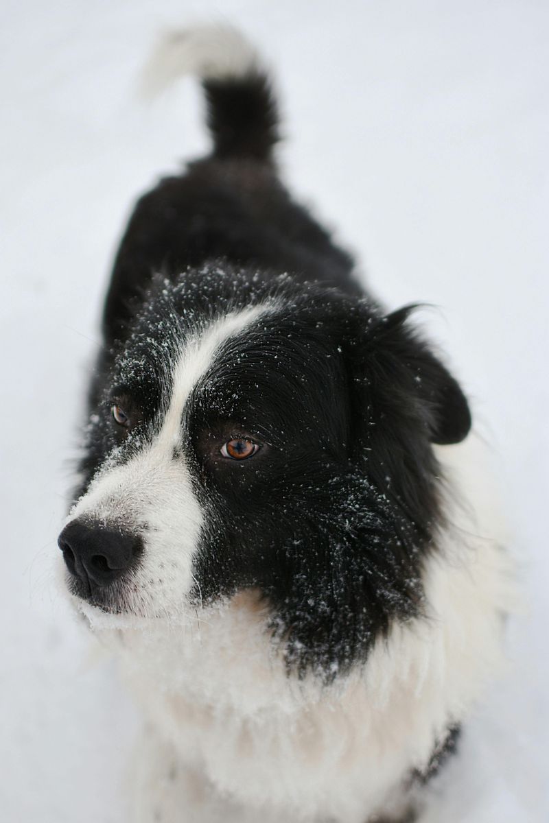 14 dog breeds that are simply too intense for most households 3 Border Collie