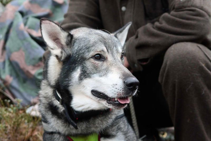 27 Dog Breeds That Closely Resemble Wolves in Looks and Temperament 25 Jämthund (Swedish Elkhound)
