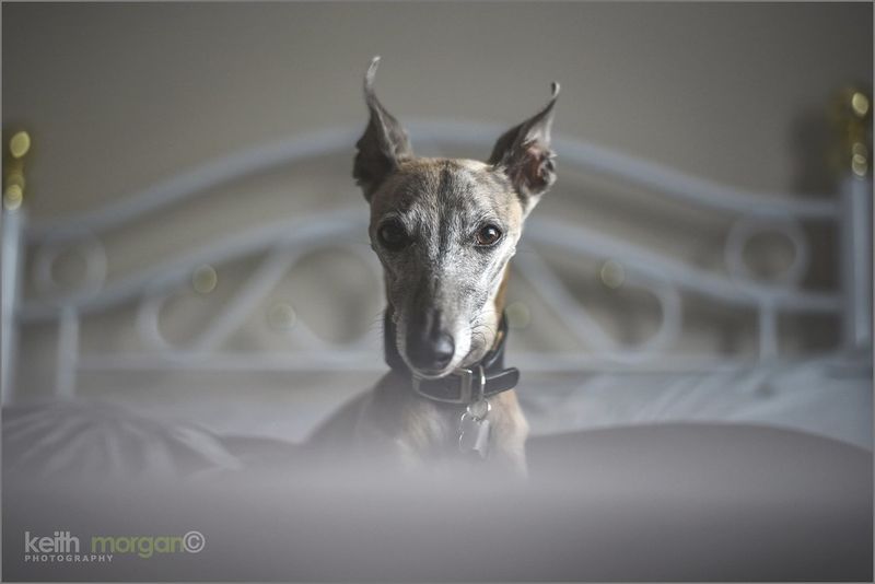 Some dog breeds are perfectly happy slowing life down once the adventure is over 2 Whippet