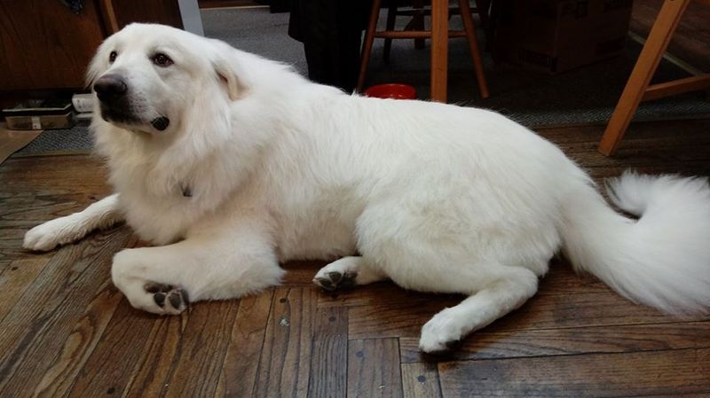 The happiest moments for these 12 dog breeds rarely happen in the middle of a crowd 9 Great Pyrenees