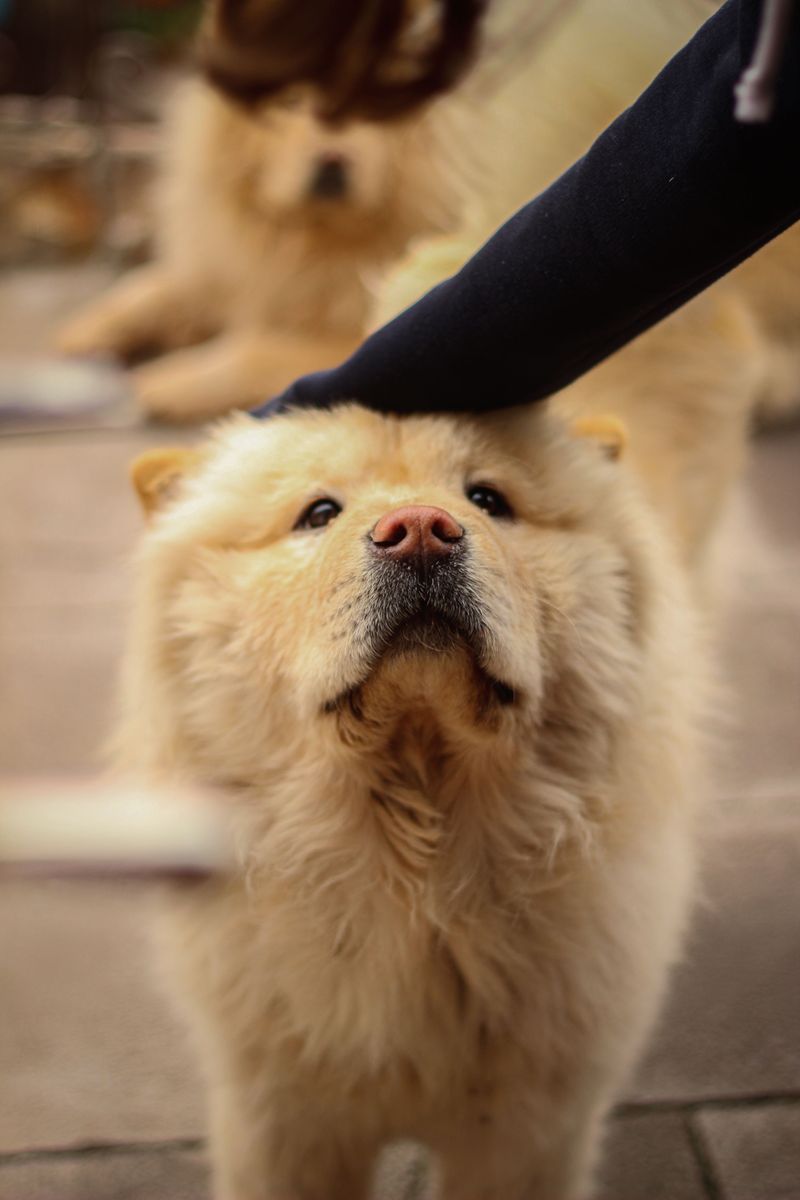Chow Chow