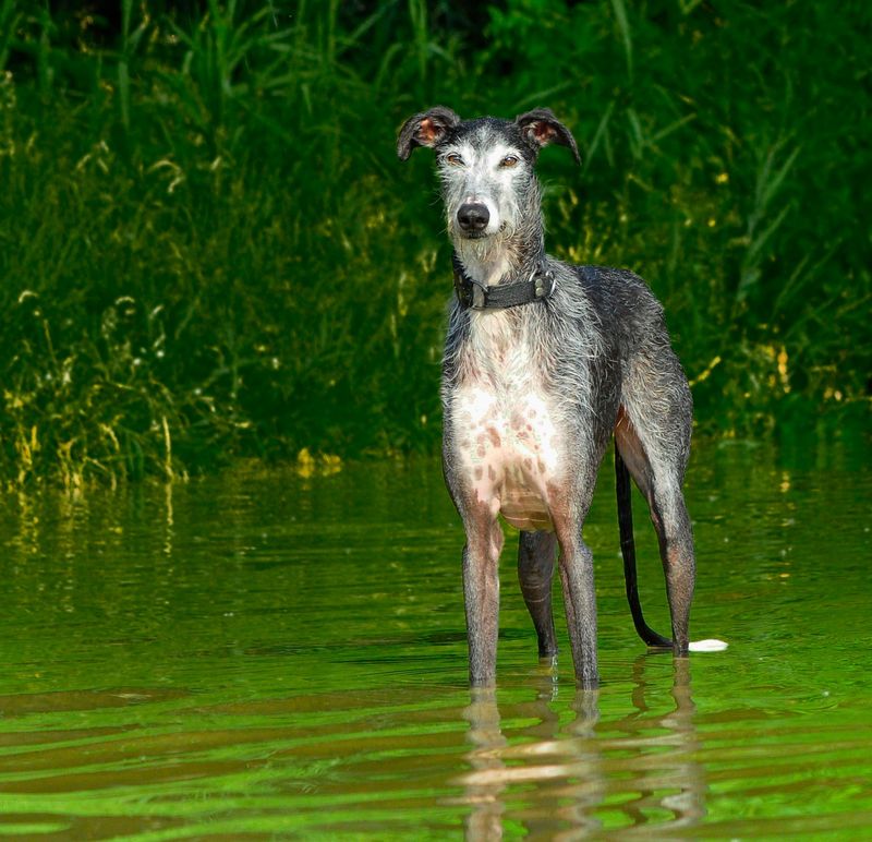Behind the kennel door may be an incredible companion people keep passing by 8 Greyhound