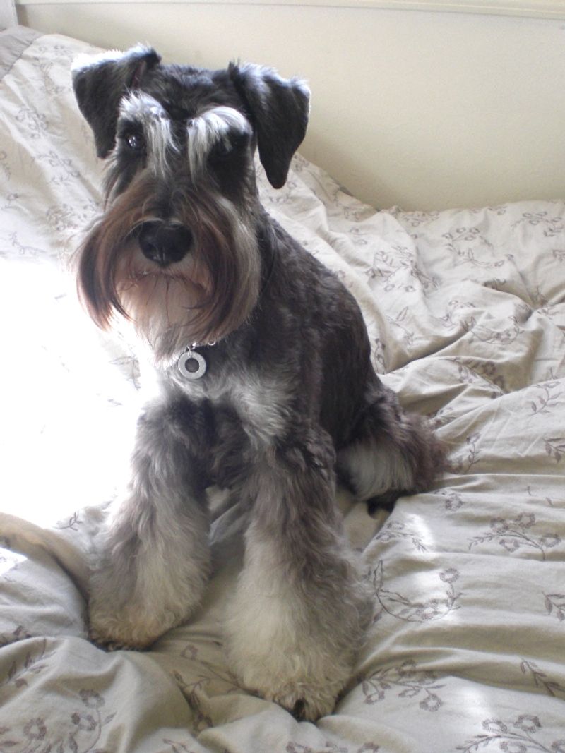 Owners who value consistency often return to these dog breeds again and again 10 Miniature Schnauzer