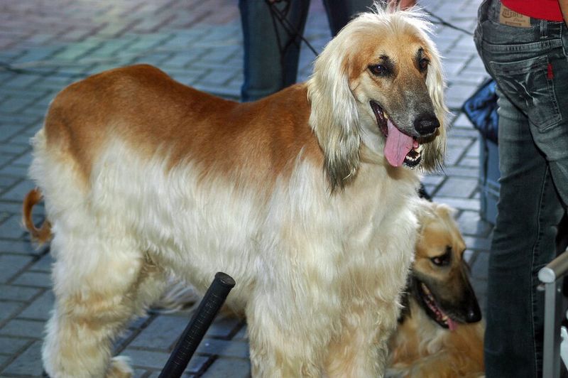 These 15 dog breeds want nothing to do with water 2 Afghan Hound