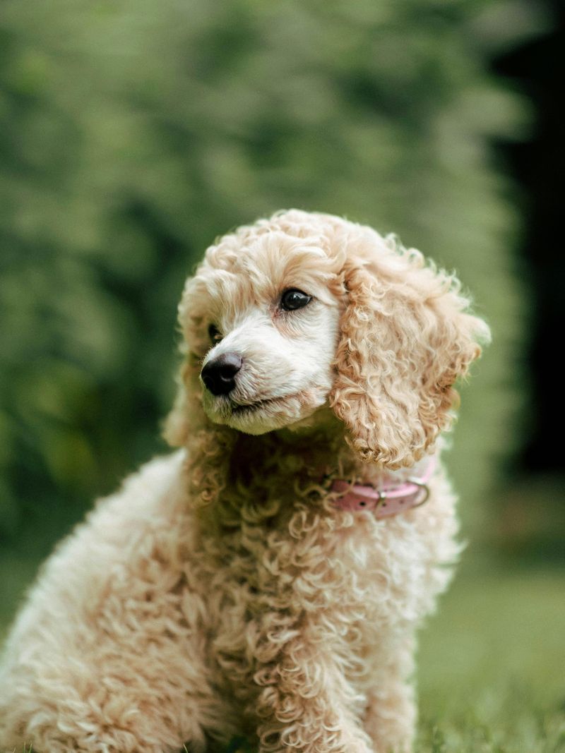 15 dog breeds that react strongly to changes in household energy 8 Poodle