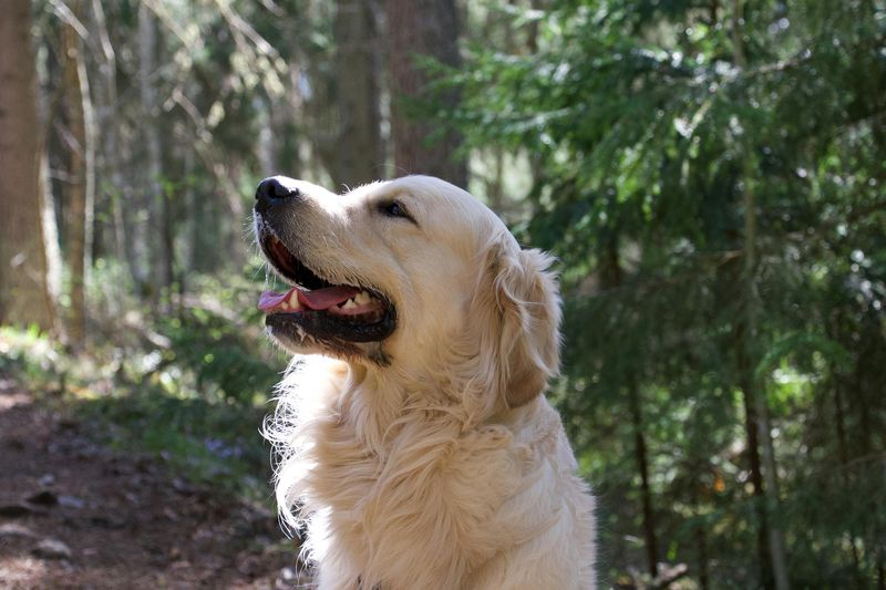 25 Energetic Dog Breeds That Love Hiking and Outdoor Adventures 7 Golden Retriever